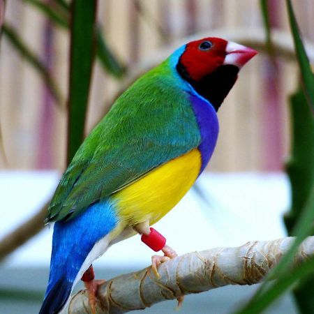Willa Relaxen Am Nationalpark Eifel Ahrhutte Zewnętrze zdjęcie